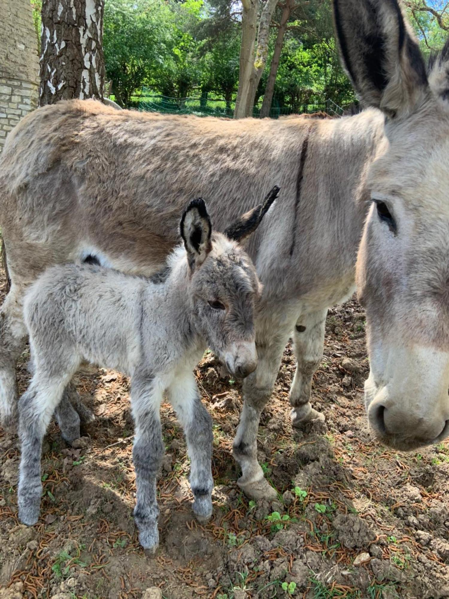 La Villagio Parmain Zewnętrze zdjęcie