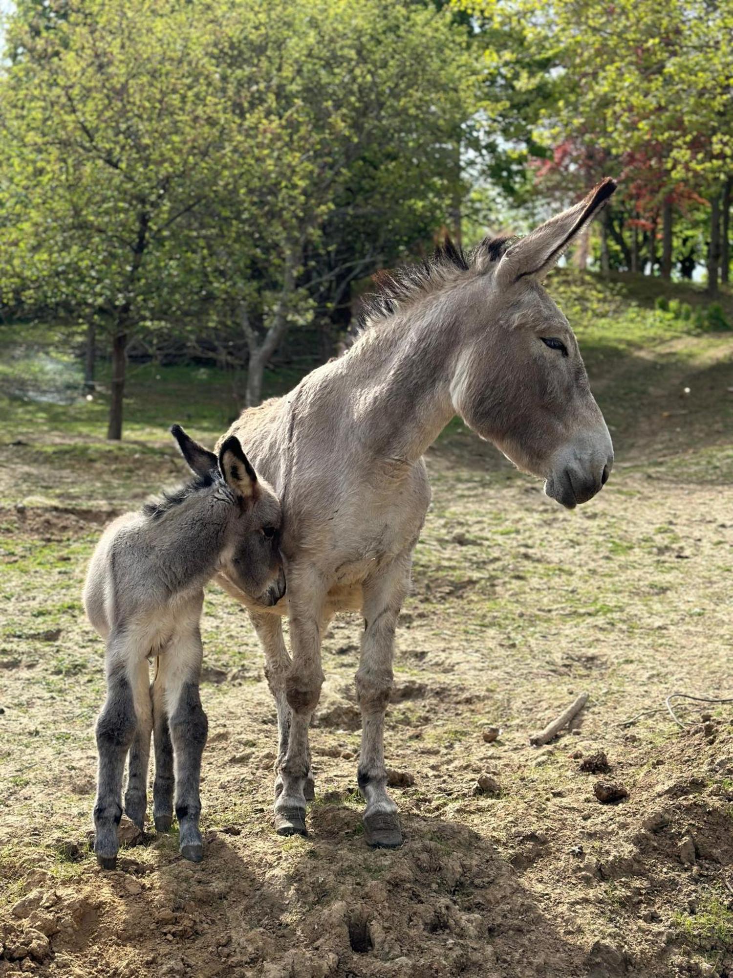 La Villagio Parmain Zewnętrze zdjęcie